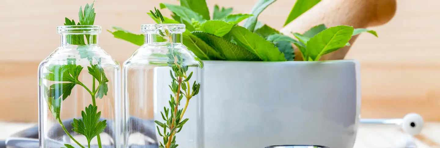des plantes aromatiques dans des verres