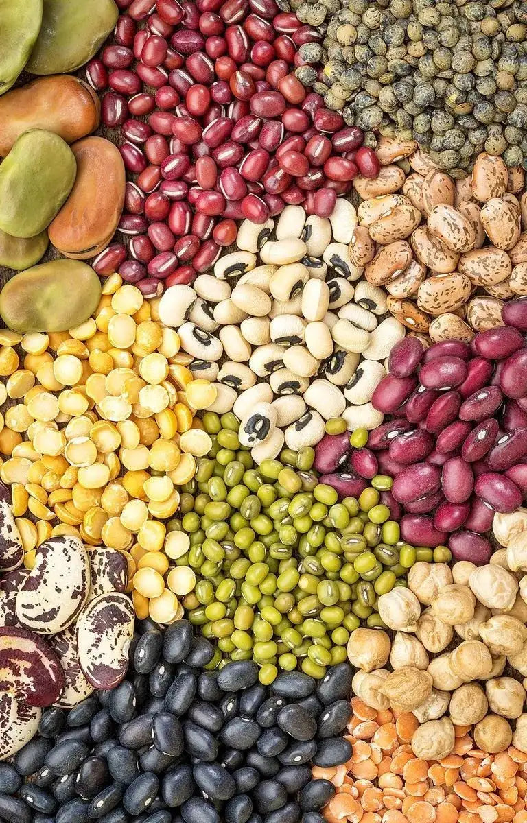 différents oleagineux type haricots lentilles