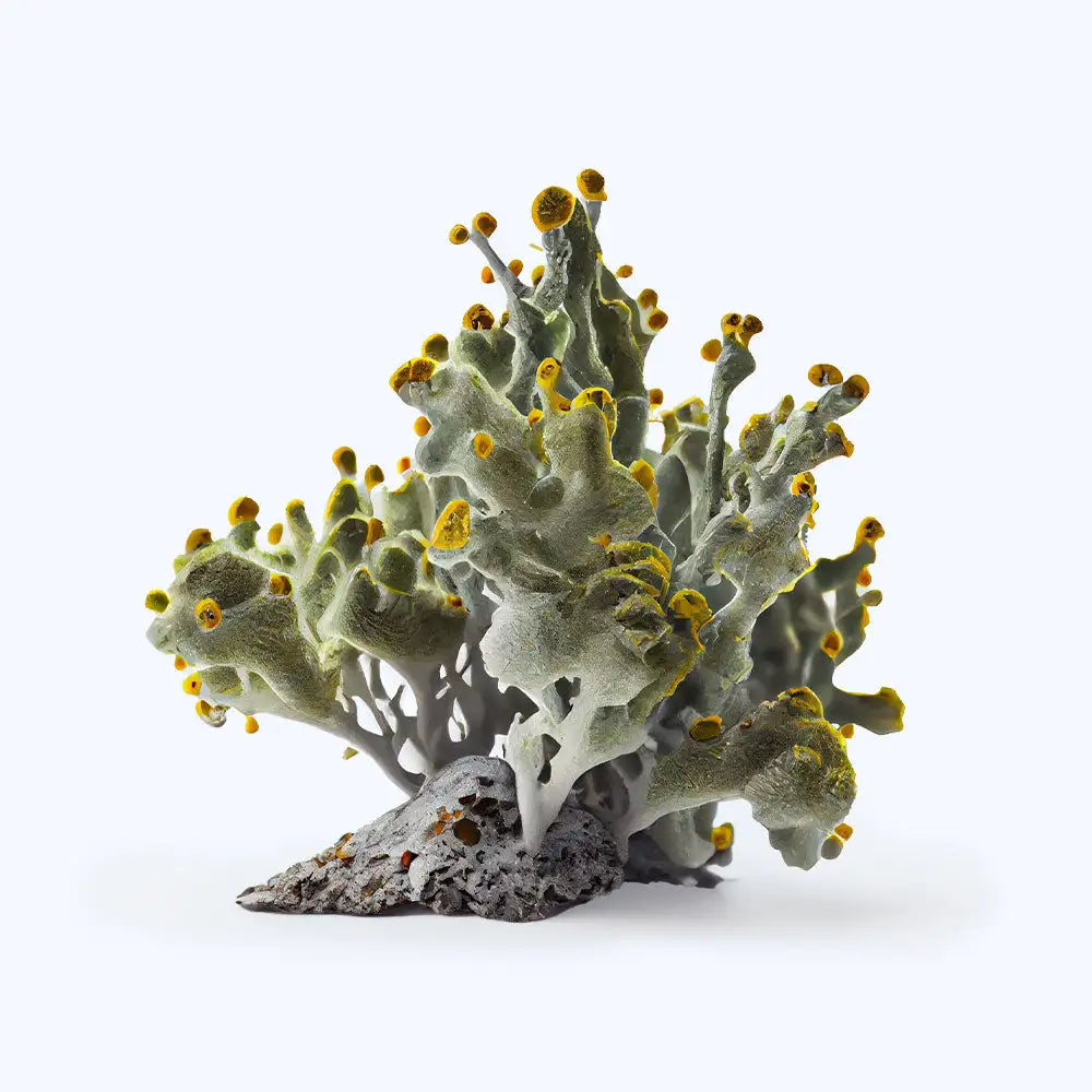 morceau de lichen naturel boréal