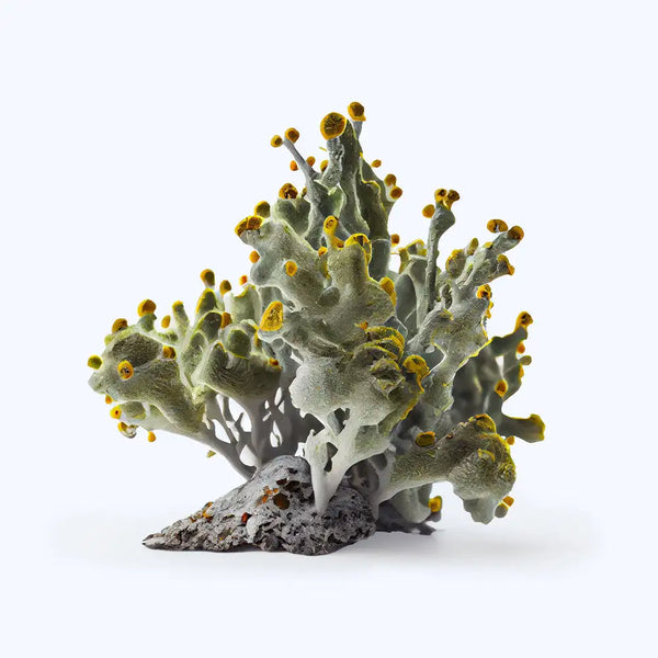 morceau de lichen naturel boréal