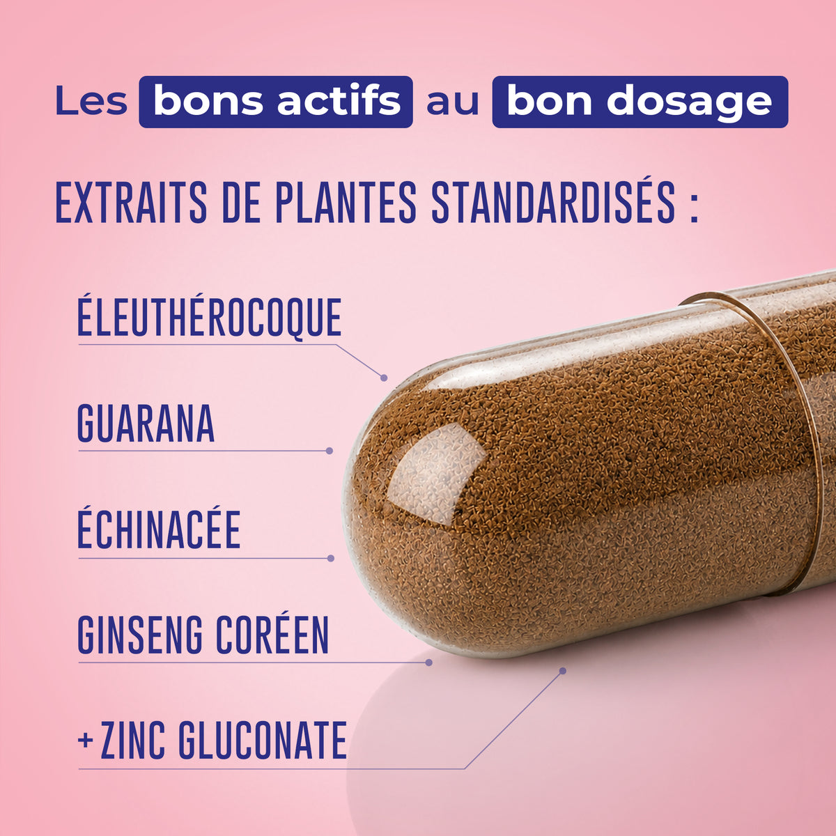 Vitalité &amp; Immunité