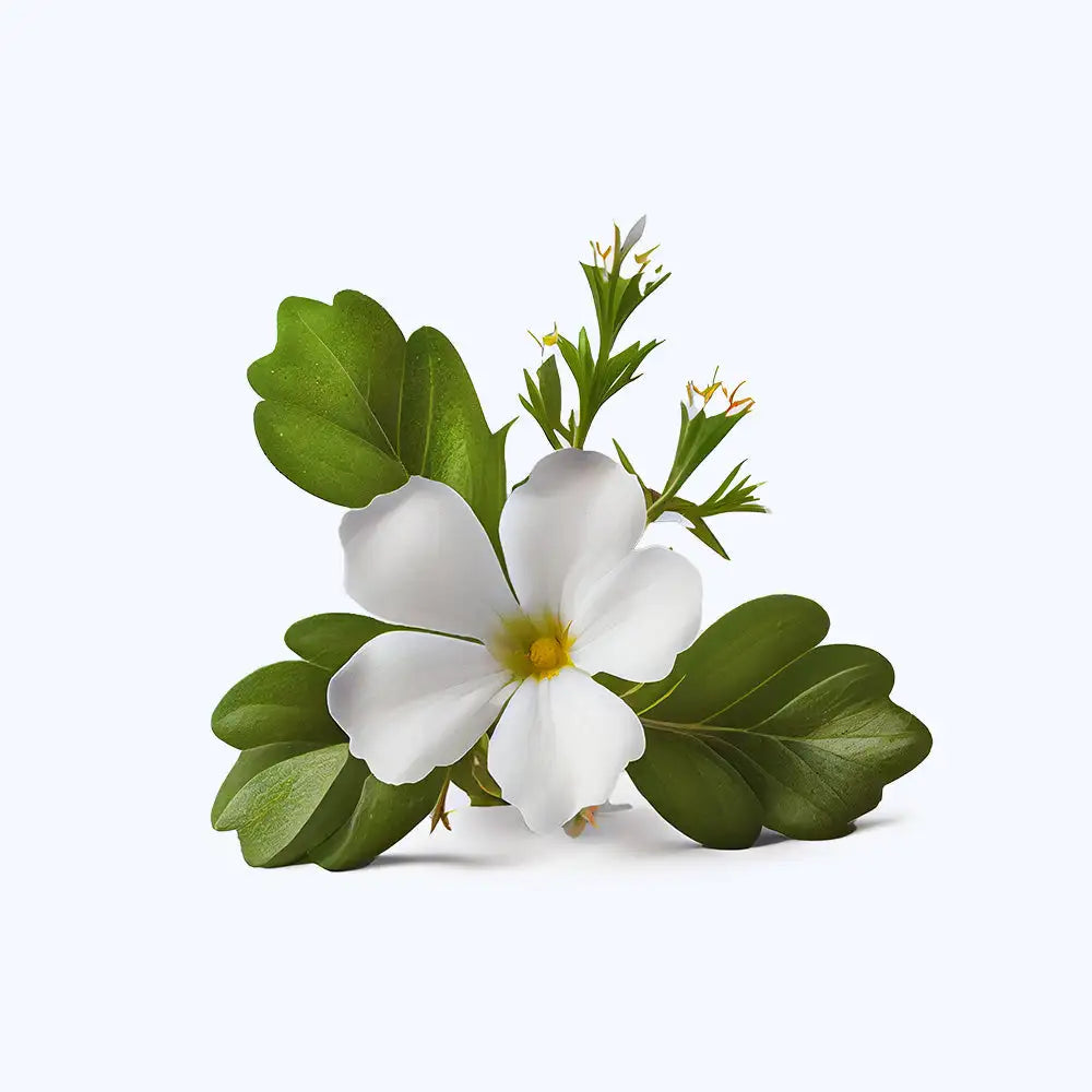 fleur de bacopa