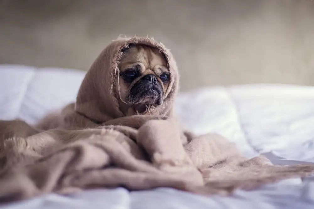 un petit chien triste avec une couverture