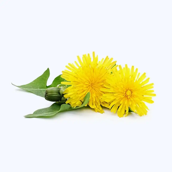 fleur de pissenlit
